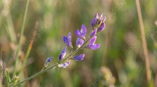 Delicate Purple Flower Buds Opening on Slender Stem Outdoor Natural Vegetation Close Up flower bud bloom purple violet green stem plant flora nature natural outdoor fresh spring summer garden growth