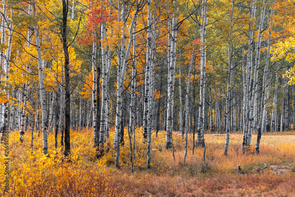 Fototapeta premium Aspen forest showing vibrant fall foliage at Wasatch state park in Utah.