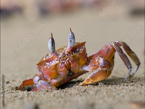 crab on the beach