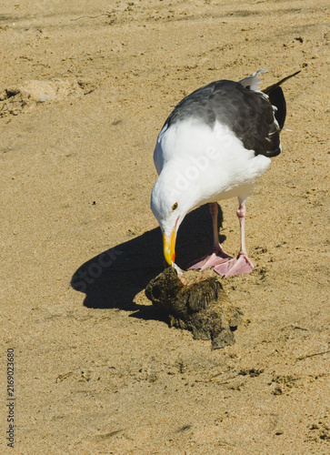 seagull on the beach eating a fish