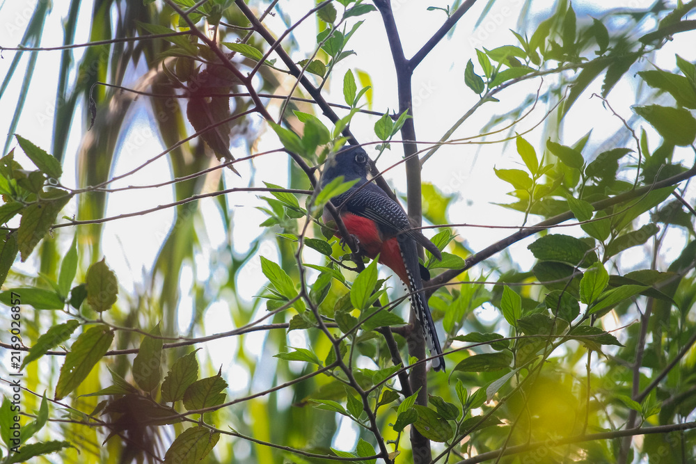 Obraz premium Male Blue-crowned Trogon (Trogon curucui) Perched in the Brazilian Pantanal