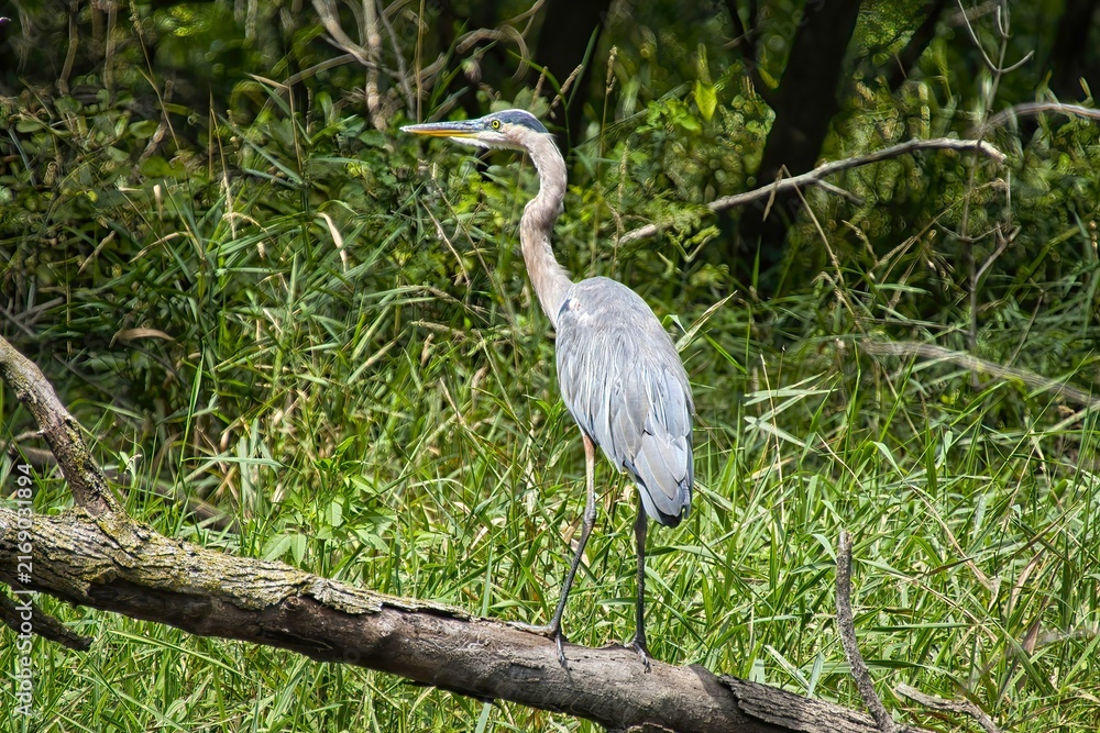 Obraz premium On a sunny summer day, a Great Blue Heron perches on a log in a forest pond beside the Des Plaines River Trail in Lake County, IL.