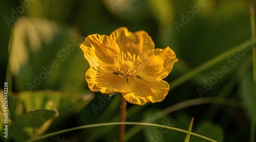 Golden Ranunculus Bloom in Soft Natural Light.