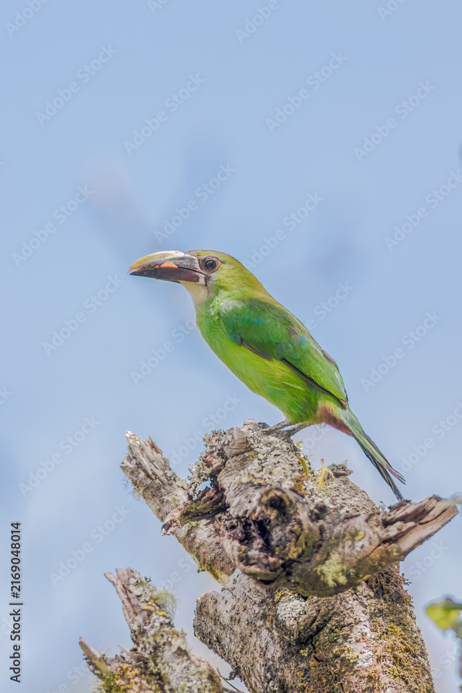 Naklejka premium A southern emerald toucanet with something in the bill