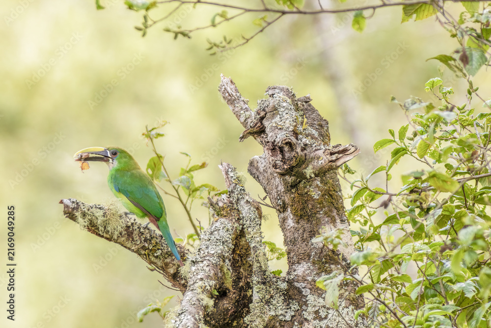 Naklejka premium A southern emerald toucanet with something in the bill