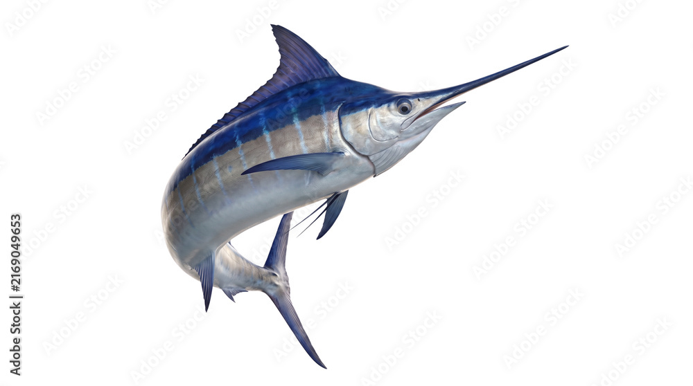 Naklejka premium Blue marlin jumping on white background, majestic atlantic marlin fish, saltwater game fish for fishing tournament posters