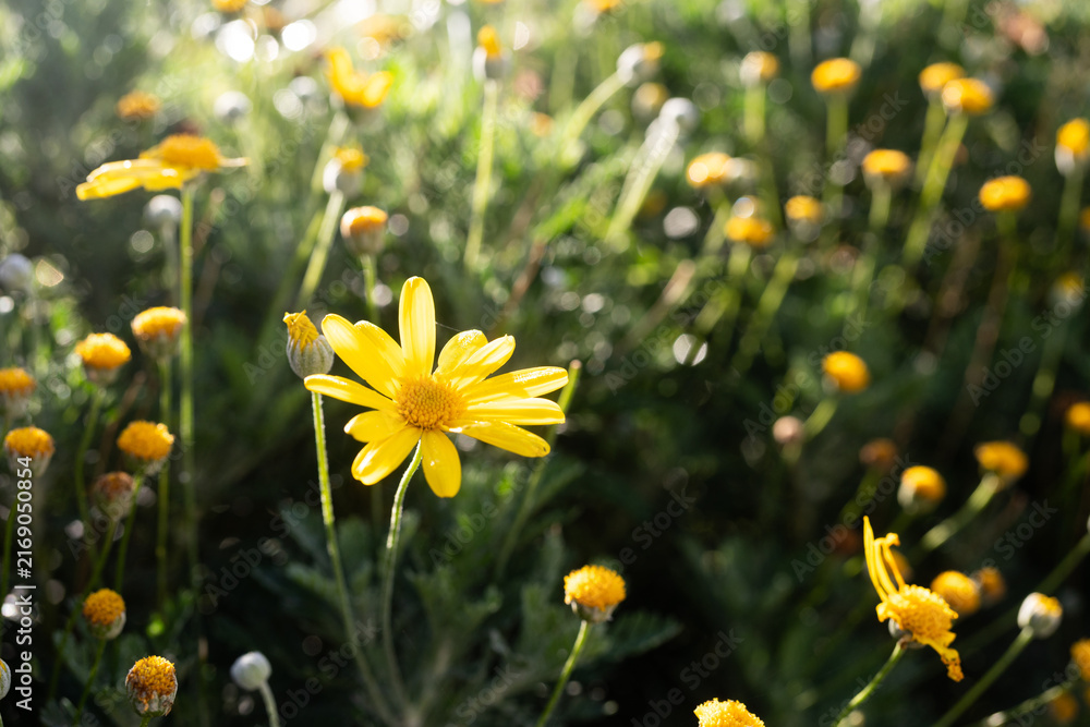 Fototapeta premium yellow flowers in spring field 