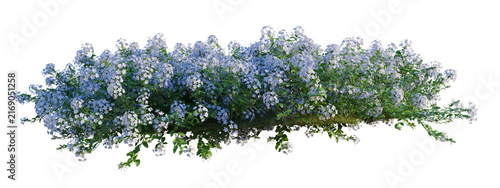 Fotografie Plumbago auriculata tree shrub, plant bush, cutout, isolate transparent backgrou