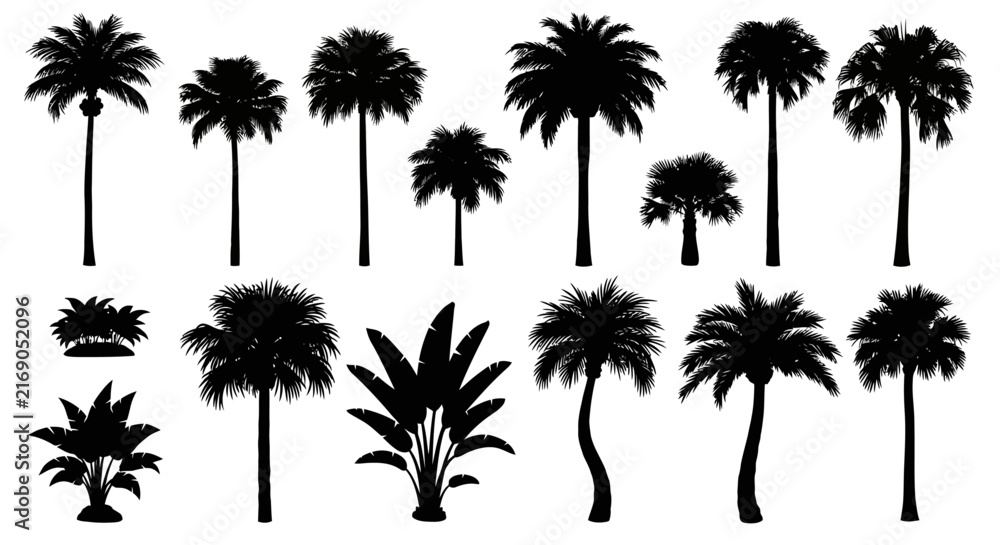 Fototapeta premium Palm Tree Silhouettes, Black Tropical Tree Set, Vector Outline Collection, Coconut Trees, Exotic Vegetation, Summer Design Element