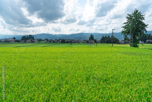 新潟の田んぼ
