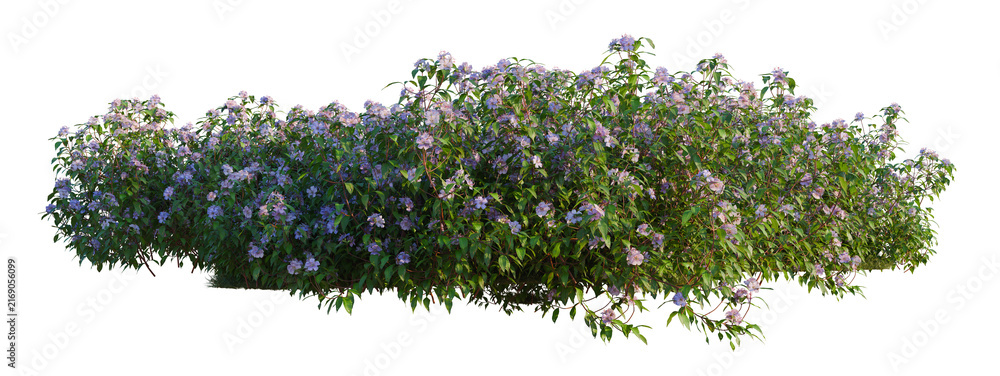 Naklejka premium Melastoma affine tree shrub, plant bush, cutout, isolate transparent background, Lush flowering shrub with purple blooms on a transparent background for design elements.