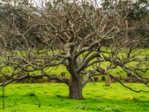 Massive Ancient Spreading Oak Tree
