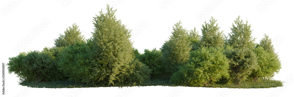 Fototapeta premium Sabina pingii tree shrub, plant bush, cutout, isolate transparent background, Dense Evergreen Shrubbery with Lush Green Foliage on a Black Background - Perfect for Landscape Design