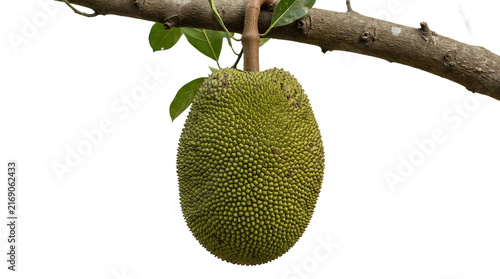 Fresh raw green jackfruit hanging on tree branch isolated on white background.