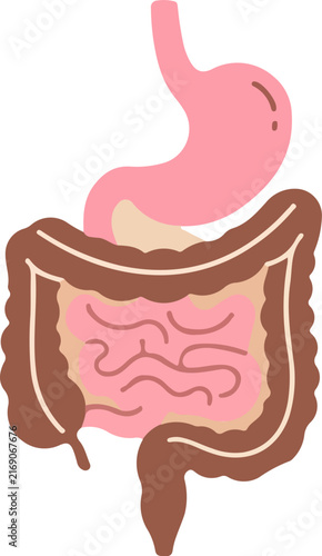 Human digestive system illustration showing stomach and intestines for medical education.