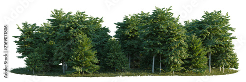 Cananga odorata tree line, Forest Edge, Backdrop cutout, isolate transparent background, Dense Evergreen Trees with Lush Green Foliage on a Textured Ground, Perfect for Landscape Design
