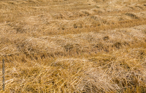 Golden harvested field with dry straw texture