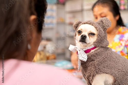 Chihuahua dog wearing costume receiving pet care
