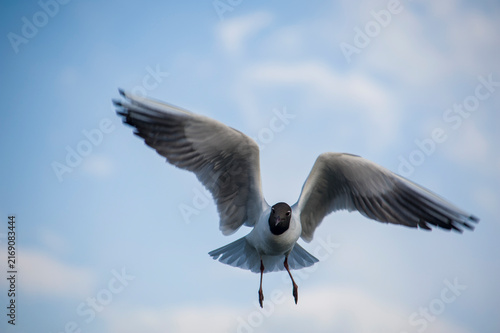 Quadro su tela Black-headed Gull Flying Directly Toward Camera with Wings Spread

검은머리갈매기의 정면 비