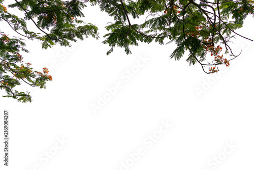 Tropical tree canopy with dense green foliage forming a natural frame. Transparent background; ideal for architecture, landscaping, tourism, advertising, and environmental applications.