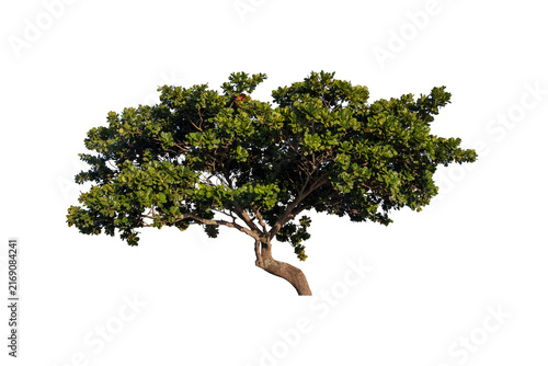 Almond tree with a broad crown and green leaves, curved trunk and a sculptural appearance. Isolated PNG. Ideal for landscaping, architecture, gardening, environmental projects, and digital composition