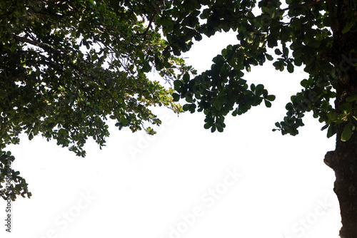 Tropical tree canopy with dense green foliage forming a natural frame. Transparent background; ideal for architecture, landscaping, tourism, advertising, and environmental applications.