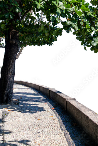 Almond tree with a green canopy and striking trunks, next to a Portuguese stone pavement. Isolated PNG. Ideal for landscaping, architecture, urban planning, nature, and environmental projects.