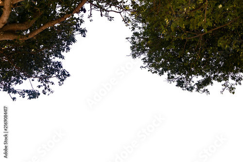Tropical tree canopy with dense green foliage forming a natural frame. Transparent background; ideal for architecture, landscaping, tourism, advertising, and environmental applications.