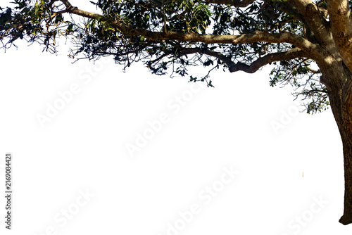 Tropical tree canopy with dense green foliage forming a natural frame. Transparent background; ideal for architecture, landscaping, tourism, advertising, and environmental applications.