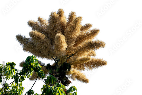 Talipot palm in bloom, displaying large golden structures. Transparent background. Ideal for landscaping, botany, gardening, design, and themes related to Brazilian tropical nature.