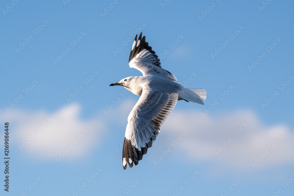 Obraz premium seagull_Larus
