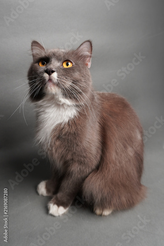 Photography Fluffy grey cat sits gracefully on a soft grey background