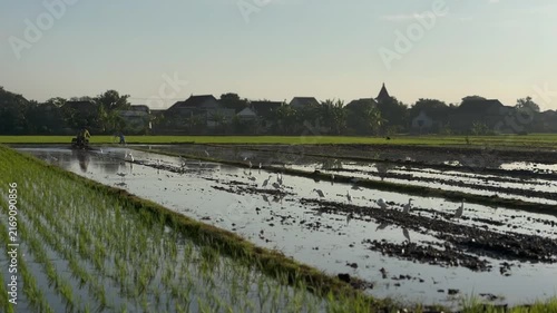 Scenic wide shot of a farmer plowing a flooded rice paddy field with a hand tractor, followed by a flock of white egrets. Authentic rural village landscape.