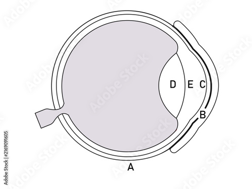 Human Eye Anatomy Cross Section Educational Diagram with Labels