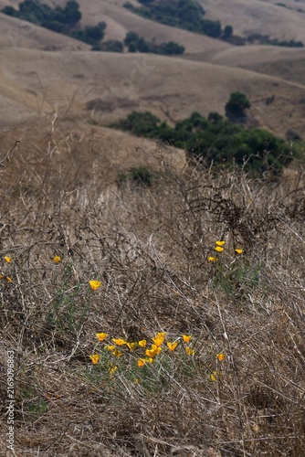Fotografie A cluster of bright orange California poppies blooms vibrantly amidst dry brown weeds and parched autumn grass on a rolling hillside landscape