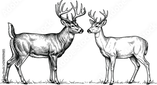 Two whitetail stags with majestic antlers standing together in field woodcut style detailed monochrome engraving illustration