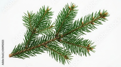 Fresh Evergreen Fir Tree Branch with Green Needles and Small Buds