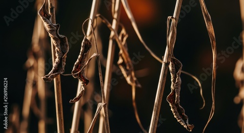 Dried Plant Stems with Seed Pods Close Up Texture.