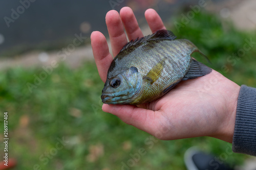 Obraz na plátně close-up view of a person holding a freshly caught bluegill sunfish in their ope