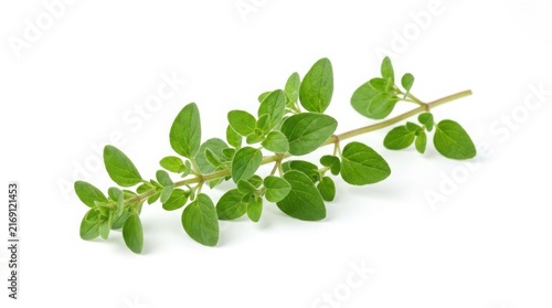 Fresh sprig of oregano herb on a white background with herb branch culinary herb oregano leaves green herb aromatic plant seasoning branch spice plant culinary aromatic seasoning ingredient