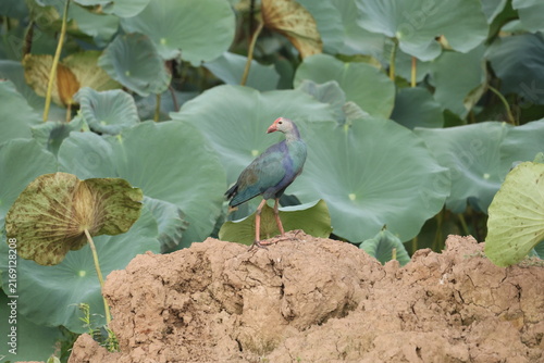 Swamphen in wetland