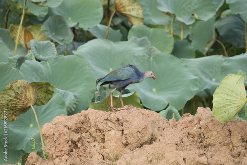 Swamphen in wetland