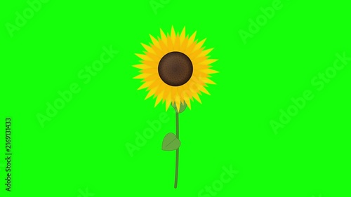 Sunflower Flower Animation Isolated on Bright Green Background