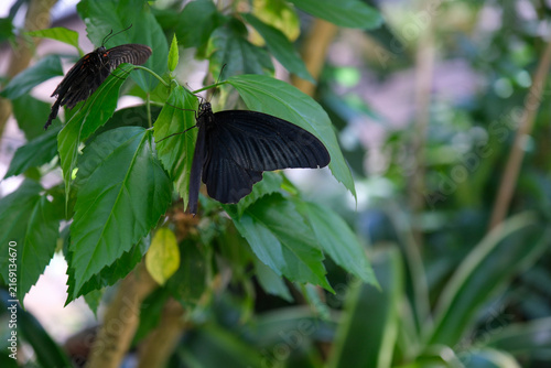 Two black swallowtail butterflies including Great Mormon resting on green leaves