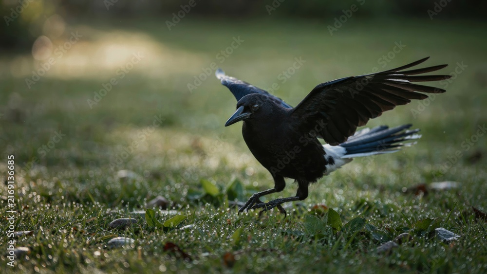 Naklejka premium Black bird touching down on grassy field.