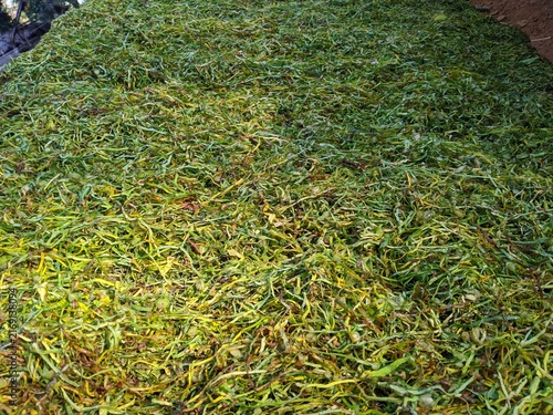 Full frame close up view of fresh green and yellow shredded tobacco leaves texture for agricultural background and natural design projects