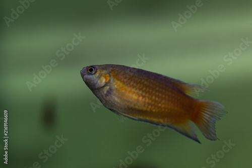 Roundtail paradise fish Macropodus ocellatus swimming in a freshwater aquarium.