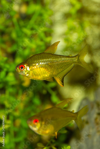 Lemon tetra fish Hyphessobrycon pulchripinnis swimming in a lush planted freshwater aquarium.
