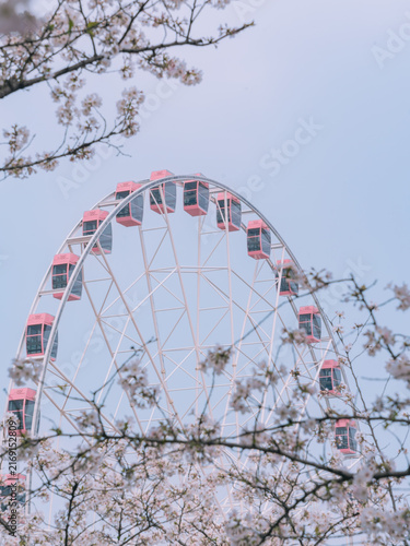 Photography Pink Ferris wheel rising above cherry blossom branches, Gucun Park, Shanghai