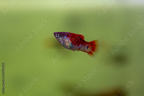 Red and Blue Platy Fish Xiphophorus maculatus Swimming in Aquarium